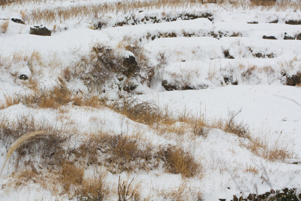 长枯草的山区雪地图片