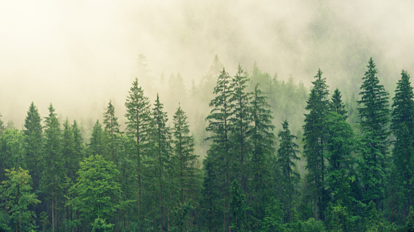 山林间的薄雾图片