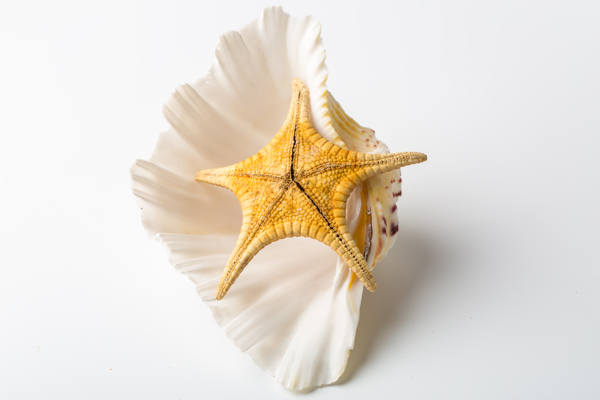 海星干