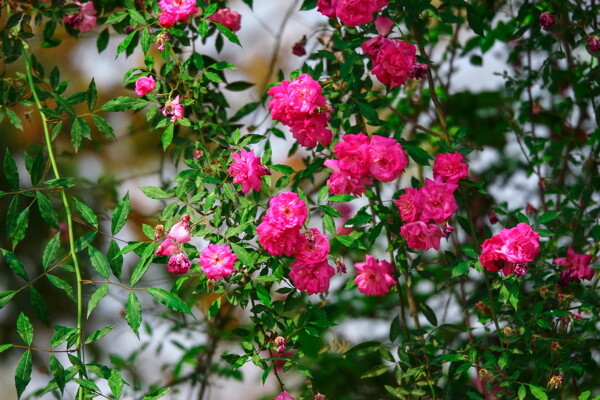 薔薇