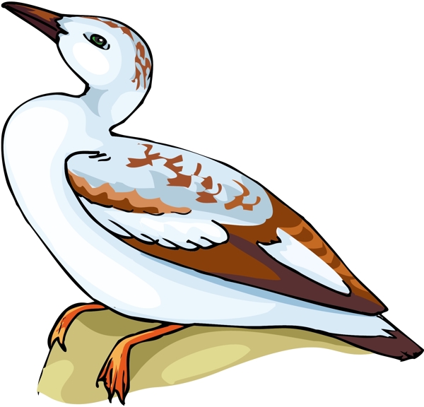 各種鳥類鳥動物矢量素材EPS格式0308