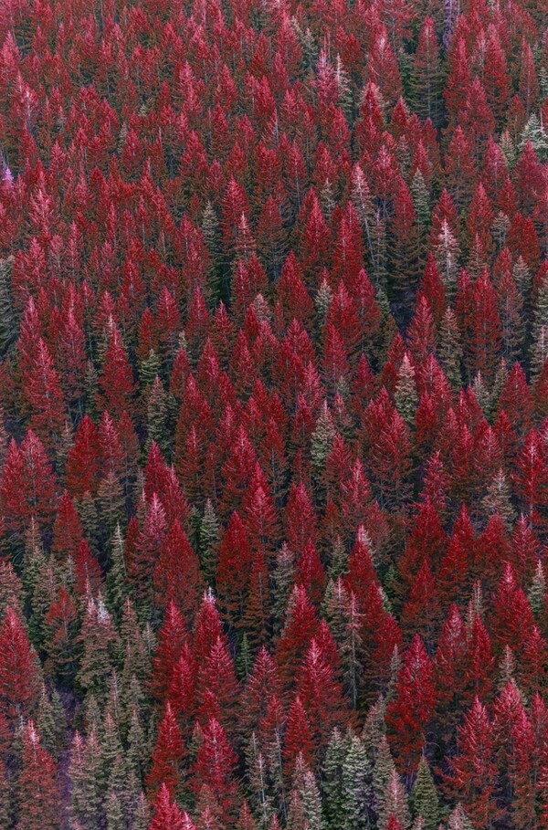 红色松林