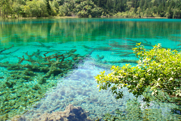 樹植物水風景