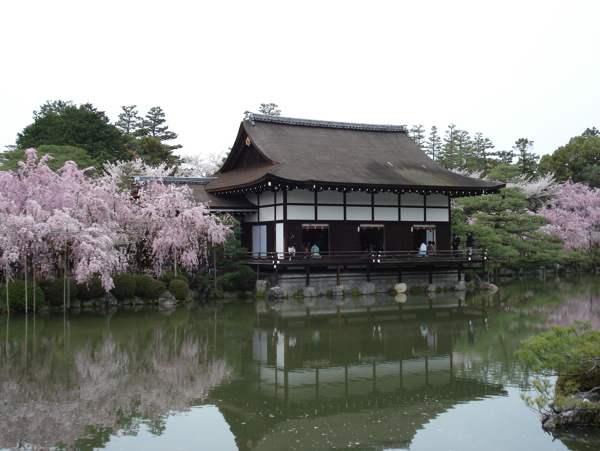 櫻花春天風(fēng)景圖片