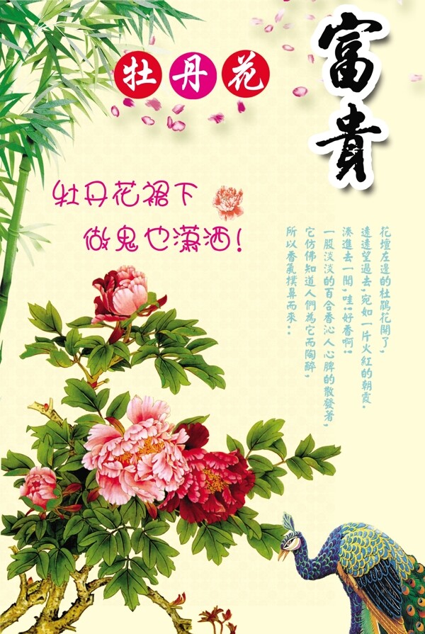 牡丹花圖片
