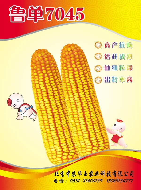 玉米