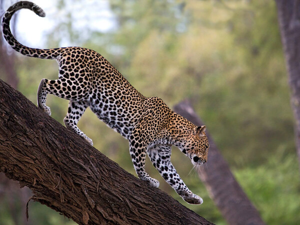 肯尼亚山布鲁国家保护区中的非洲豹图片