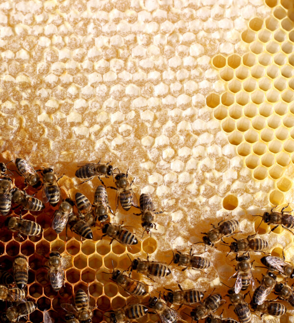 正在蜂窝上忙碌的蜜蜂图片