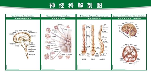 神經(jīng)科解剖圖解剖圖片