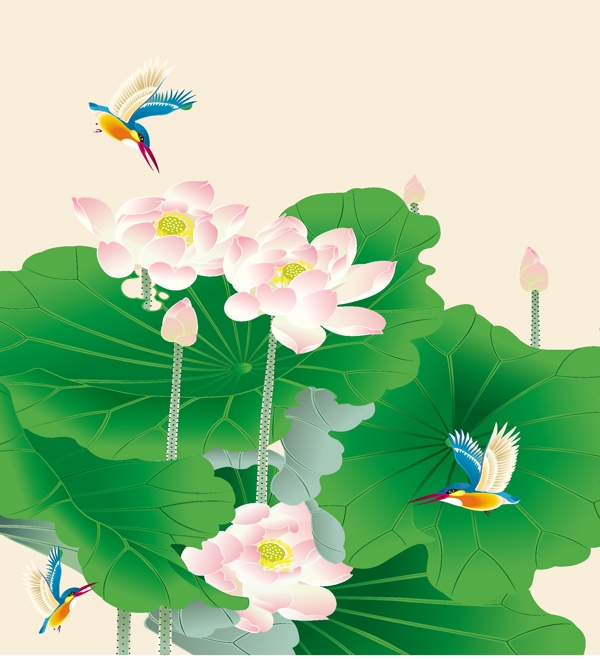 荷花圖片