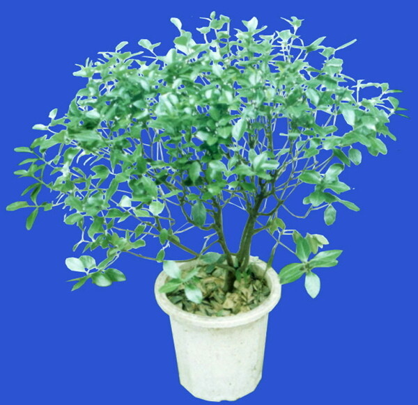 盆栽g116盆景盆花植物素材