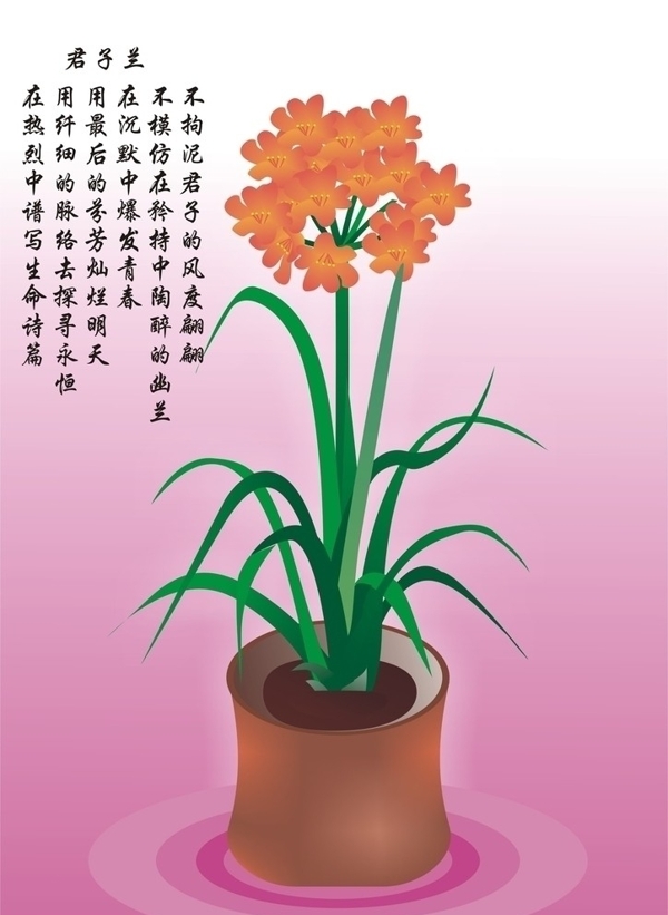 君子蘭圖片