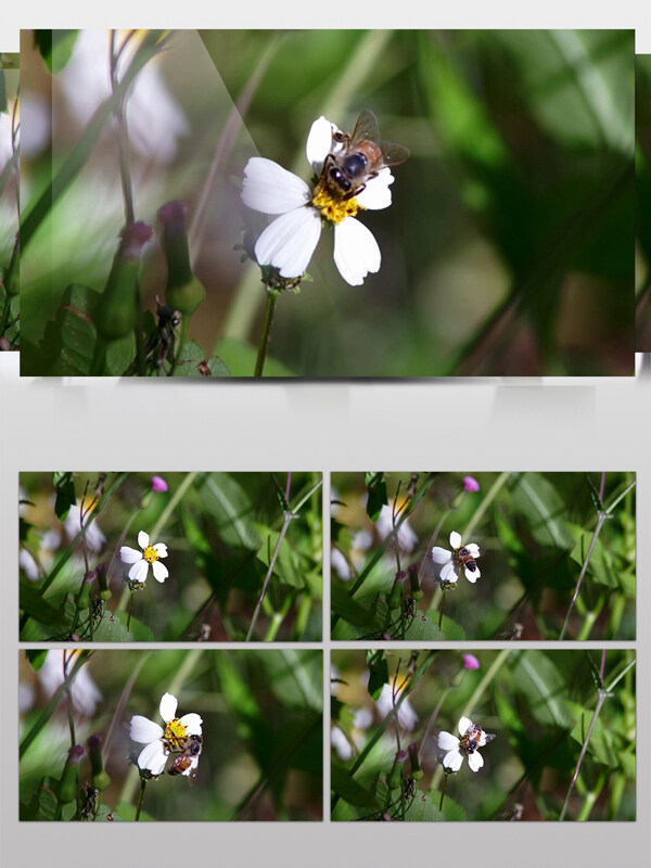 蜜蜂采蜜鲜花雏菊飞舞草地自然风光植物素材