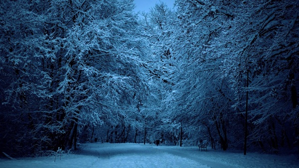 雪后的林间道路