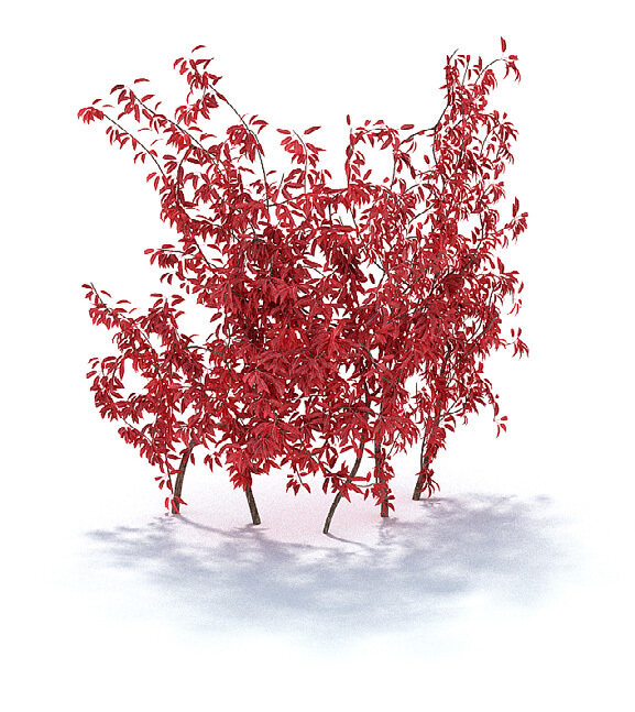 精美红叶李植物3d模型