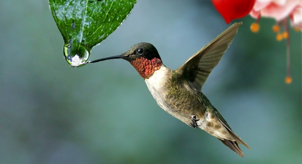 野生蜂鳥(niǎo)圖片