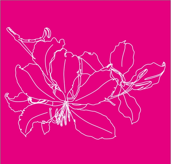 紫荆花手绘矢量