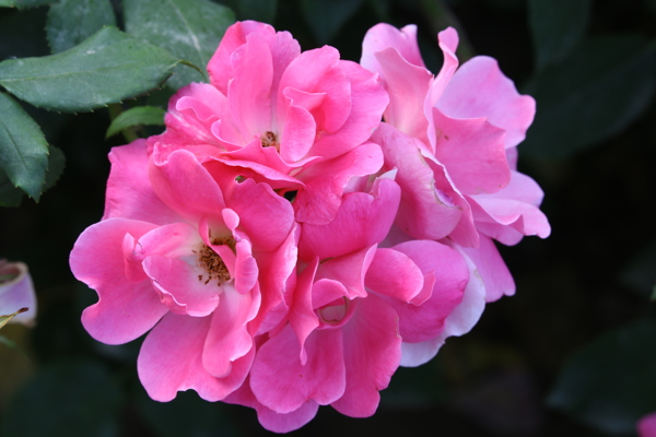 月季花