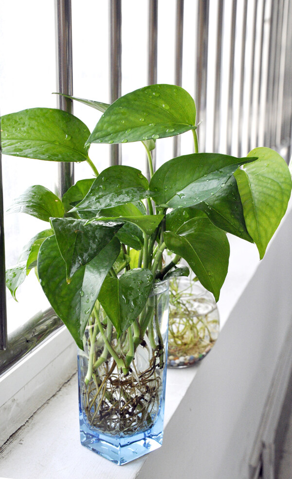 綠色植物圖片