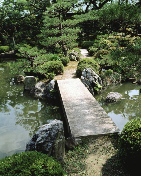 樹植物水風(fēng)景