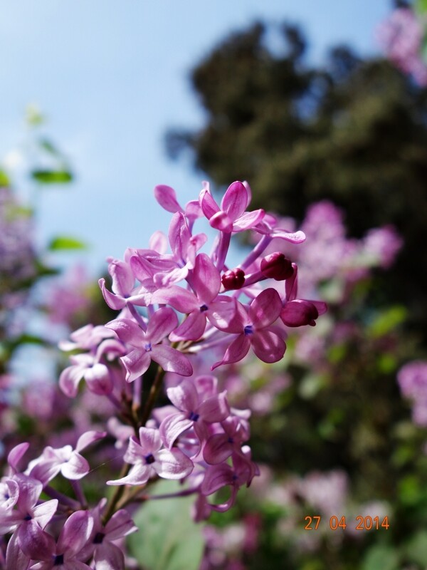 丁香花圖片