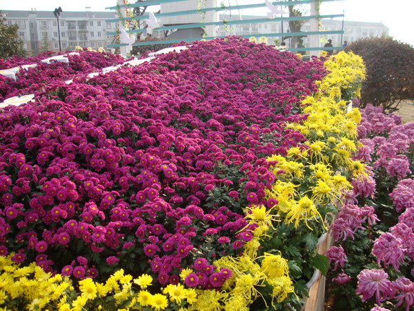 關山公園菊展
