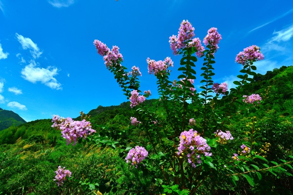 武夷山紫薇花图片