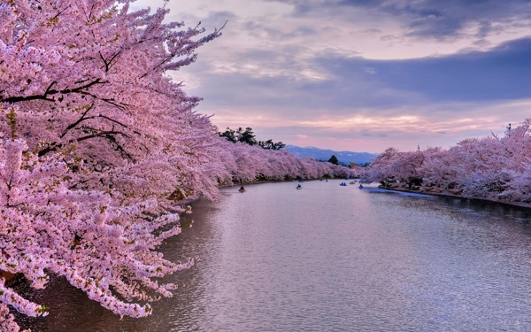 櫻花