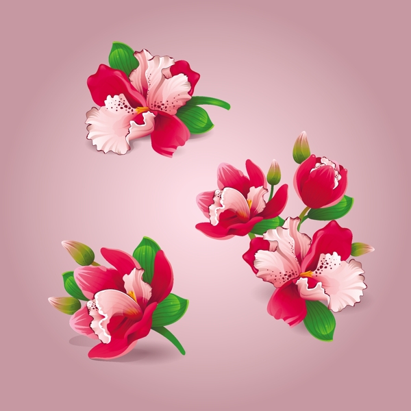 美麗的花朵