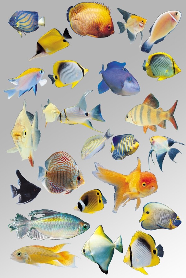 一组可爱的各种海洋鱼类金鱼生物元素