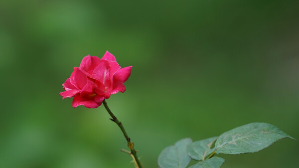 美麗的月季花圖片
