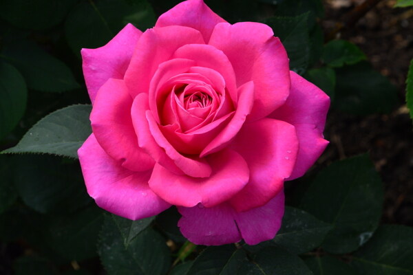 月季花