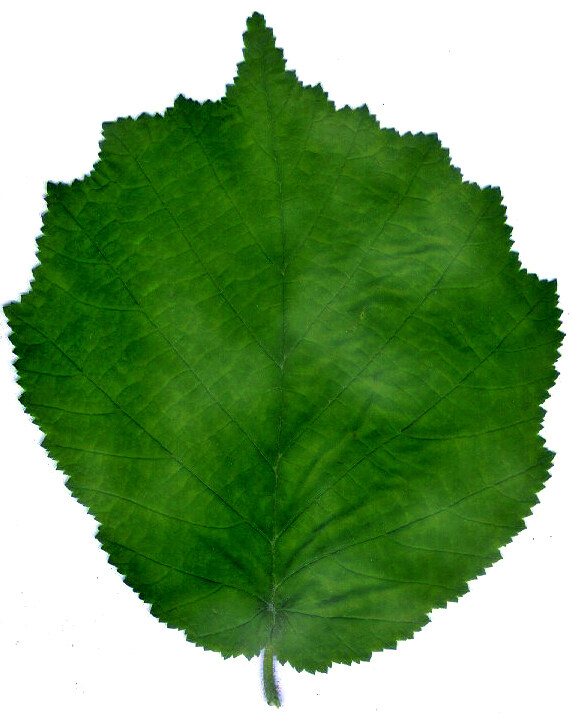 Tree樹(shù)015