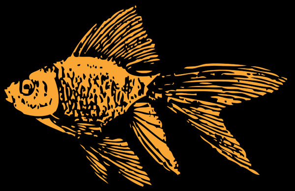 金魚