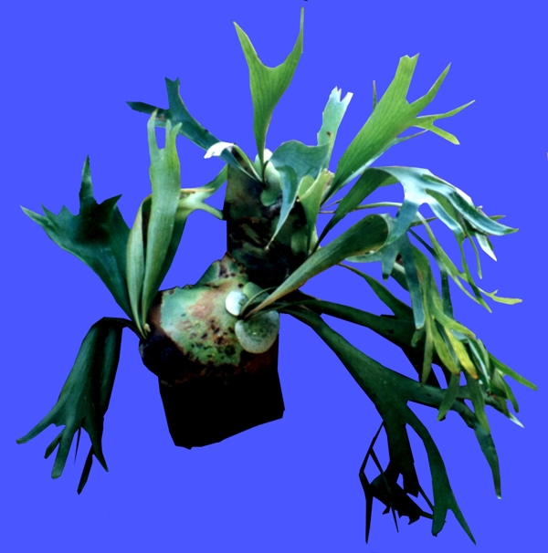盆栽028植物素材