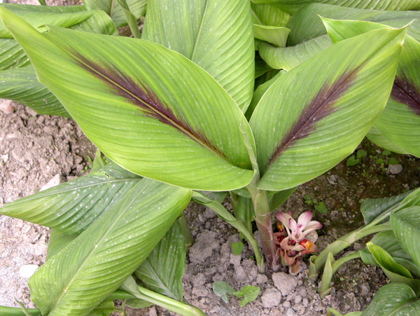 莪術(shù)圖片