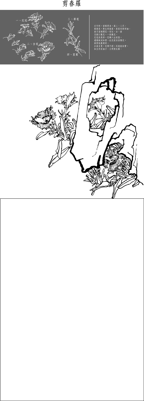 剪春羅圖片