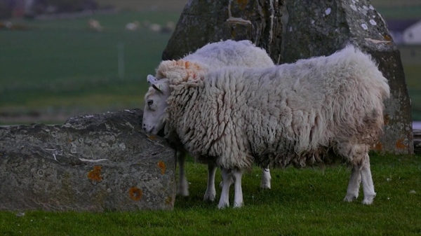绵羊动物视频素材