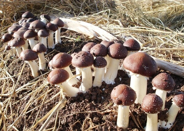 金针菇蘑菇平菇瓶装金福