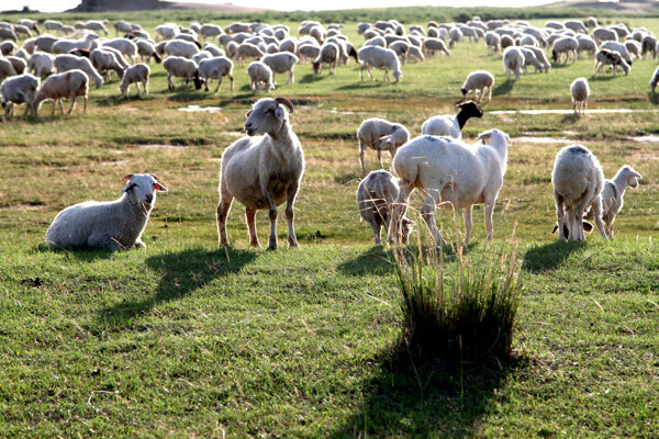 大草原的羊群图片
