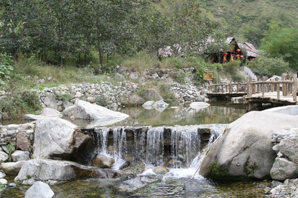 樹植物水風(fēng)景
