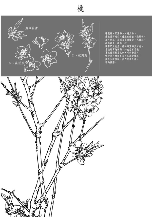 桃花圖片