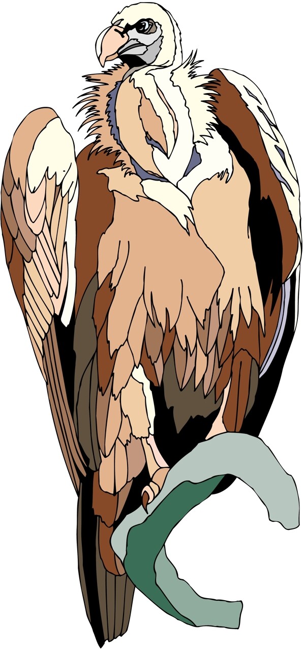 各種鳥類鳥動(dòng)物矢量素材EPS格式1559
