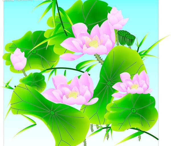 荷花圖片