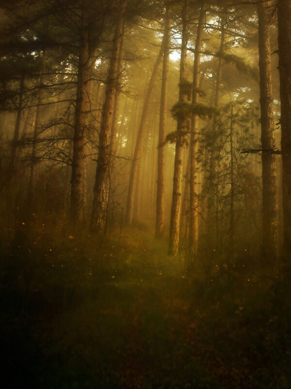 昏暗的森林图片图片