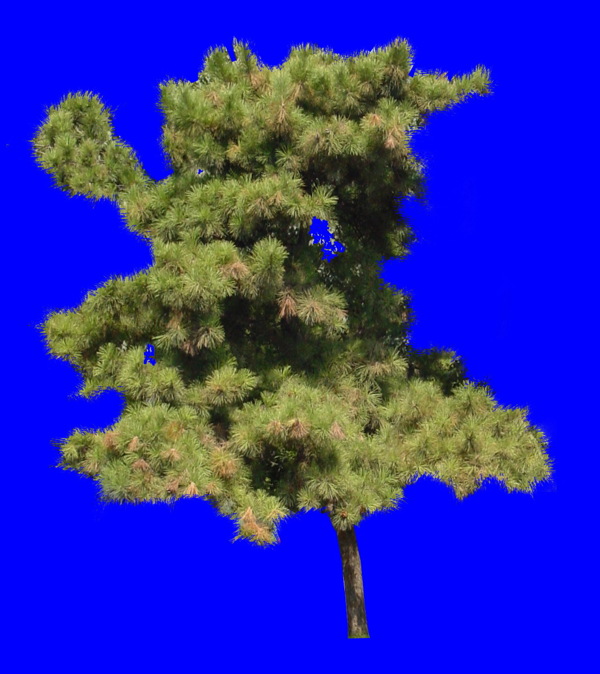 植物貼圖素材JPG1040