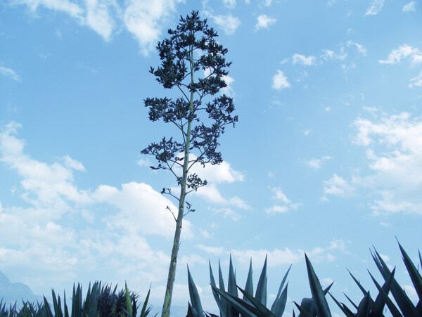 藍天