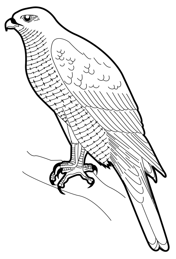 各種鳥類鳥動物矢量素材EPS格式0357