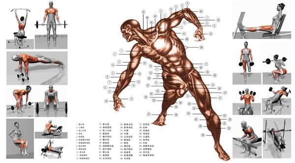 人体骨骼肌肉及健身动作图片