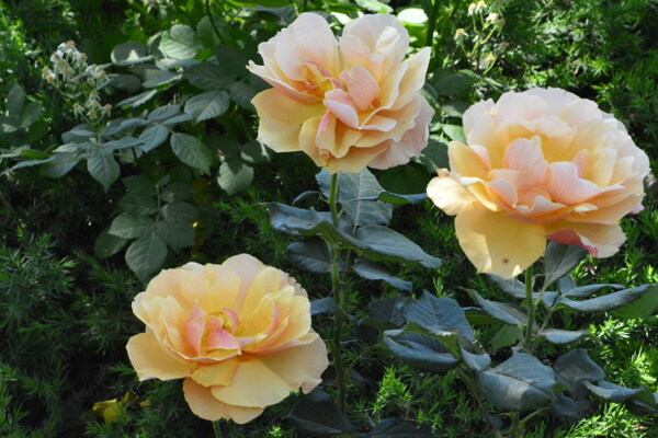 月季花